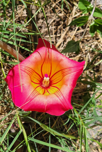 Photo of the Day: Hawaiian Sunset Bell